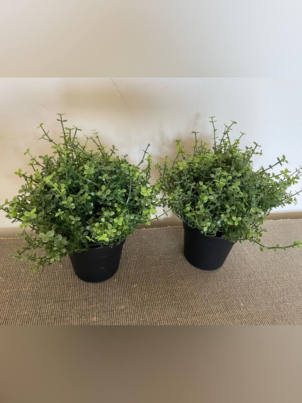 2 IKEA FEJKA BABY’S TEARS 3 ½" Artificial Potted Plant Indoor/ Outdoor - Picture 2 of 6